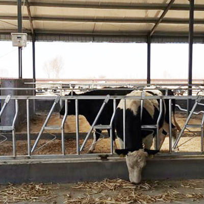 Dayanıklı 18kg Yükseklik 110cm İnek Kafası Kilidi Kolay Kullanım