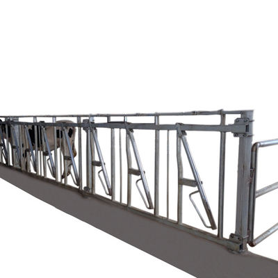 Sığır Çiftlik Hayvanları Ekipmanları İçin ISO9001 600cm Kendinden Kilitlemeli Baş Kapıları