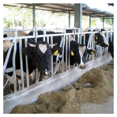ISO Galvanizli boru İnek Başı Kilidi