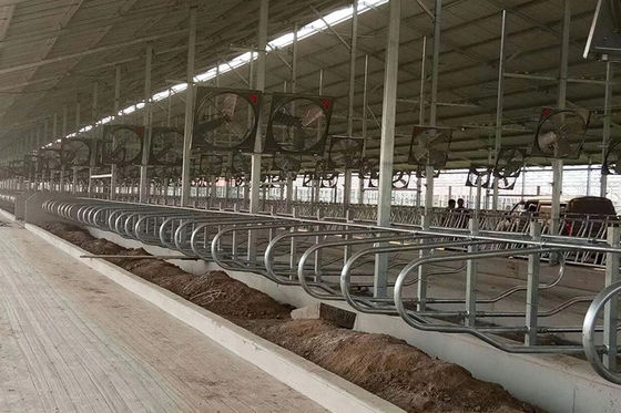 Hayvancılık için Sığır 9JY Tipi Asit Korumalı Serbest Durak Süt Ahırı