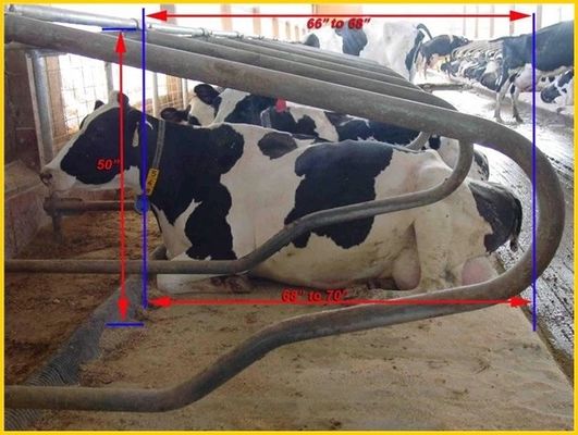 Baş Başa Tip 1.30m / inek Çit Sığır Serbest Durak Ayarlanabilir Boyut