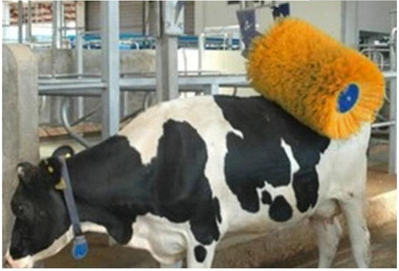 Kümes Hayvanları Yetiştirme Ekipmanları İnek Masaj Fırçası Dönen İnek Tıraş Fırçası