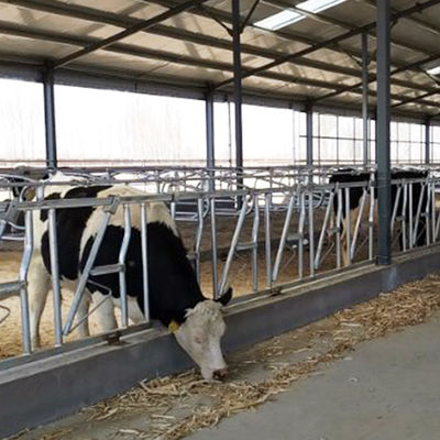 Kolayca Takılır Genişlik 75cm İnek Başı Kilidi Sağlam Dahili Başlıklar