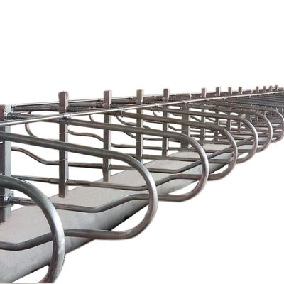 İnekler Tek Sıralı Stil İçin Paslanmaz Çelik Galvanizli Borusuz Tezgahlar