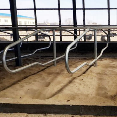 İnekler Tek Sıralı Stil İçin Paslanmaz Çelik Galvanizli Borusuz Tezgahlar