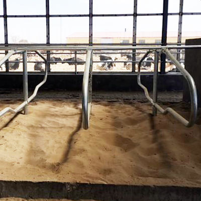 İnekler Tek Sıralı Stil İçin Paslanmaz Çelik Galvanizli Borusuz Tezgahlar