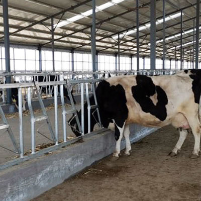 Sıcak Daldırma Galvanizli İnek Kafası Kilidi Süt Ürünleri Güvenli ve Sağlam Çiftlik Besleme Ekipmanları