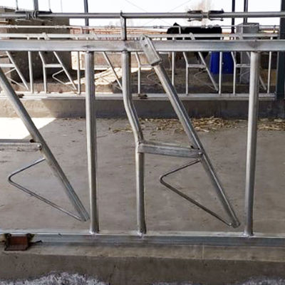 Sıcak Daldırma Galvanizli İnek Kafası Kilidi Süt Ürünleri Güvenli ve Sağlam Çiftlik Besleme Ekipmanları