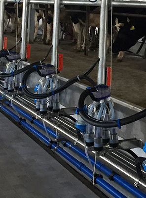 Süt İneği Otomatik Balıksırtı Sağım Salonu Sıcak Daldırma Galvanizli Çerçeve