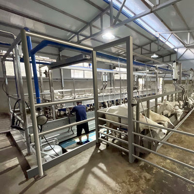 SUS304 Keçi Balıksırtı Sağımhane Besleme Teknesi Hızlı Çıkış Tipi Boru Hattı